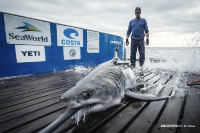 Gran tiburón blanco reportado en Long Island Sound