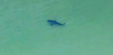 ¡Tiburones en Long Beach! ... Cierran playas por precaución