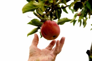 Recolección de manzanas en Long Island 2020: Qué esperar en los huertos esta temporada