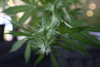 Asociación de Abogados de NY aplaude propuesta del Gobernador de legalizar el cannabis