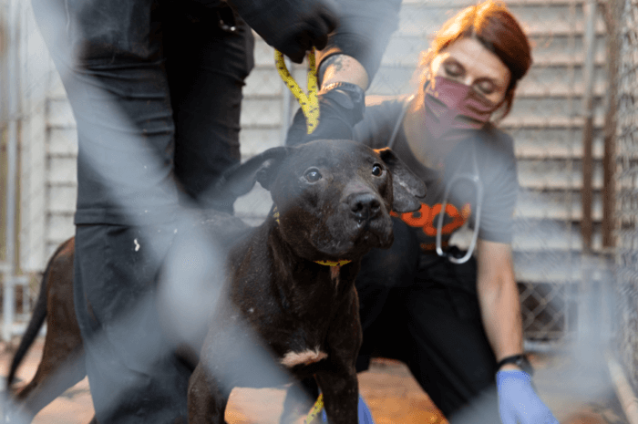 89 perros rescatados de red de peleas de perros en LI, NY y otros estados