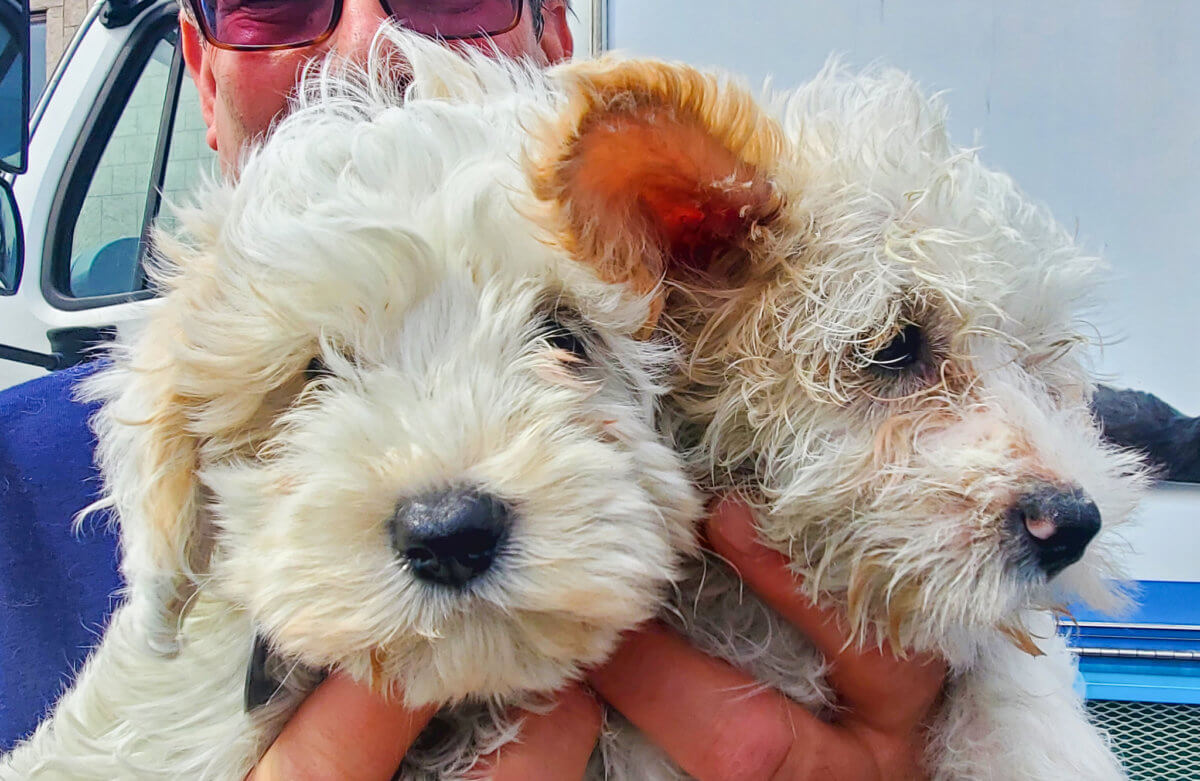 North Shore Animal League pone en adopción más de 50 perros rescatados