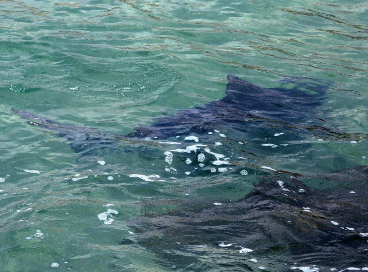 Aumentan patrujalle en Long Island tras varios casos de mordeduras de tiburones