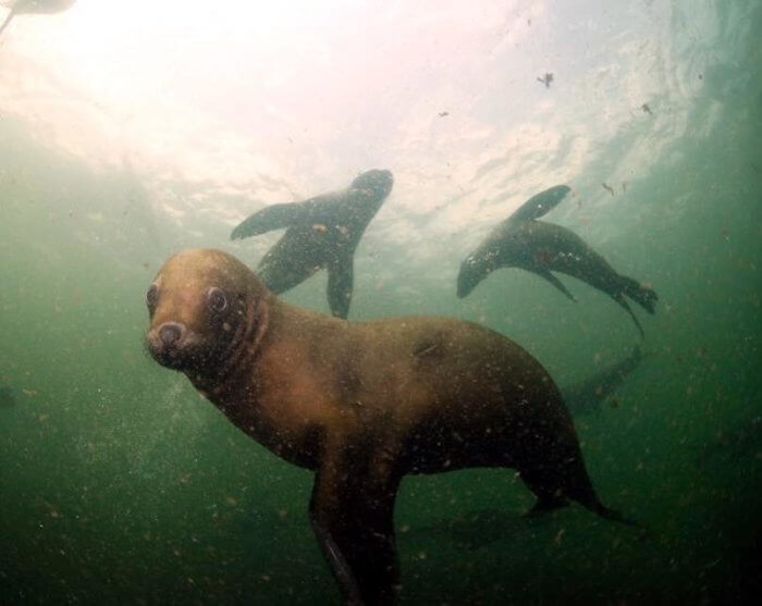 Los lobos marinos interactuan con los buzos - Scuba Divers Uruguay