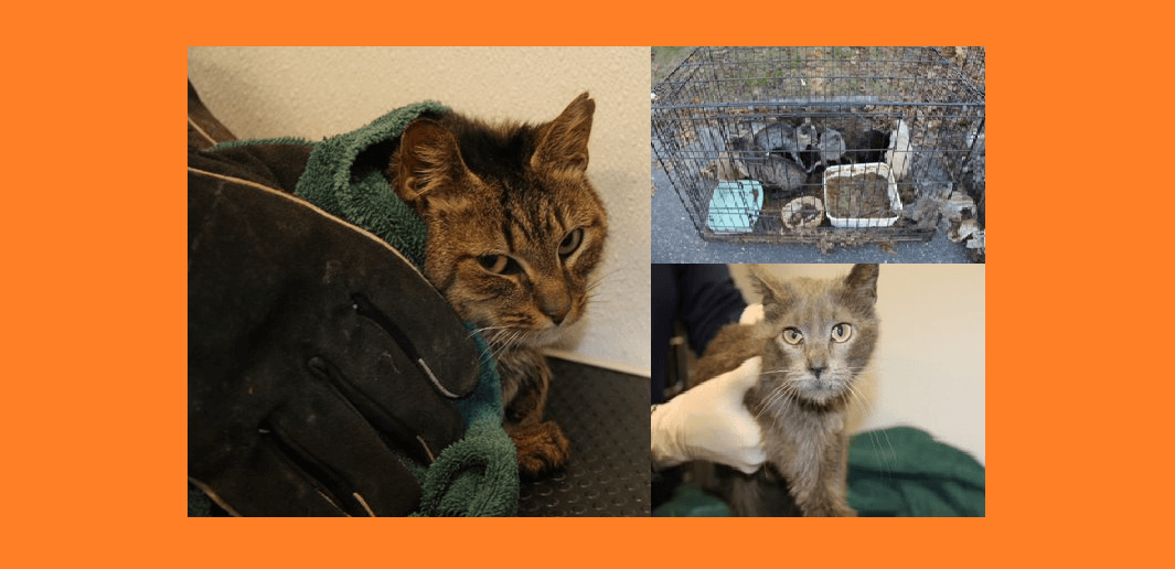 Padre e hijo arrestados por crueldad animal en Islip, 26 gatos rescatados